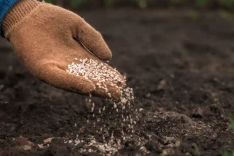 CTC revoluciona la agricultura con fertilizantes inteligentes de nanotecnología