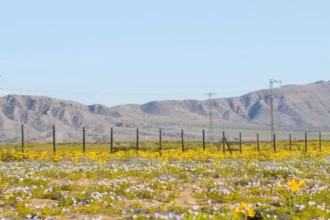 Desierto Florido 2025: fechas, lugares y especies que marcarán este fenómeno único en Chile