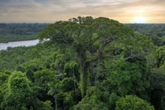 Ecuador impulsa conservación amazónica con modelo de canje de deuda por naturaleza