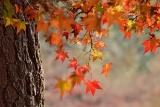 Estabilidad atmosférica y cielos despejados marcarán el inicio del otoño chileno