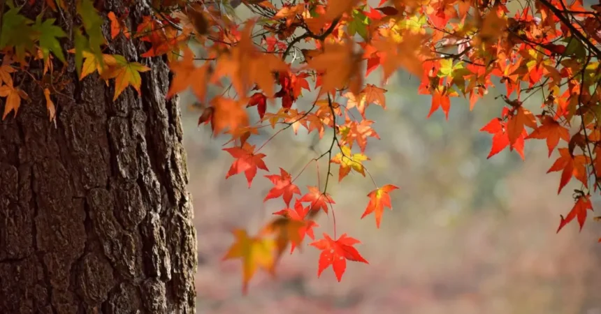 Estabilidad atmosférica y cielos despejados marcarán el inicio del otoño chileno