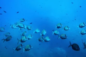 Estudio advierte graves impactos de la minería submarina en ecosistemas oceánicos profundos