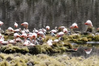 Flamencos chilenos vuelven a nidificar en Parque Nacional Lauca tras 33 años