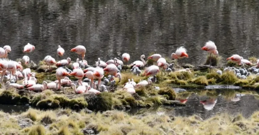 Flamencos chilenos vuelven a nidificar en Parque Nacional Lauca tras 33 años