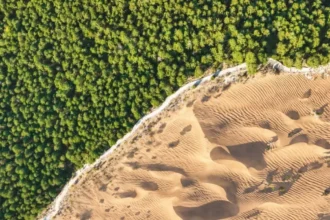 Gran Muralla Verde de China: el proyecto de 35 millones de hectáreas para frenar el desierto, pero redujo el agua disponible