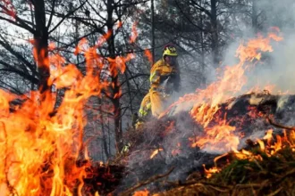 Incendios de gran magnitud golpean a Ñuble y Biobío y superan las 20 mil hectáreas afectadas
