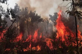 Incendios forestales en La Araucanía: 3 comunas en alerta roja y Senapred advierte recursos “al límite” en un escenario simultáneo