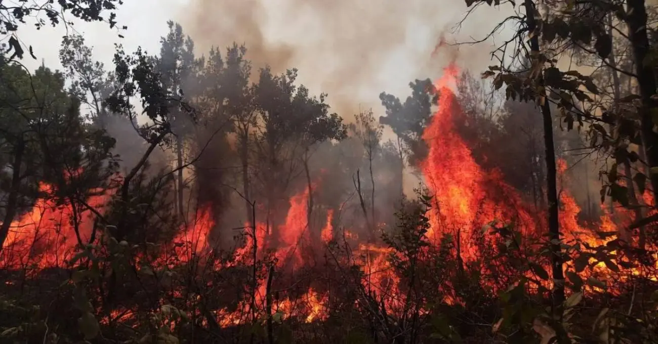 Incendios forestales en La Araucanía: 3 comunas en alerta roja y Senapred advierte recursos “al límite” en un escenario simultáneo