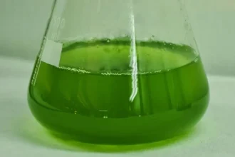 Innovadora técnica prolonga vida de microalgas y potencia la bioeconomía sostenible