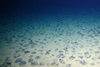La minería submarina de nódulos polimetálicos amenaza con borrar especies aún desconocidas, advierten científicos