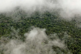 Lluvia amazónica vale US$20.000 millones al año: estudio pone precio al “servicio” que sostiene la agricultura brasileña
