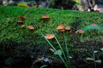 Microplásticos en bosques superan niveles urbanos: alerta por contaminación ambiental oculta