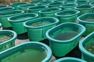 Microplásticos: experimento de 3 meses en 30 estanques muestra por qué las algas tóxicas ganan ventaja