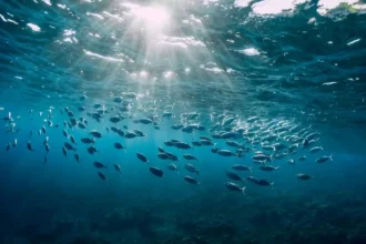 Océano profundo: 2.699 muestras de ADN revelan una red biológica activa desde hace 100 millones de años