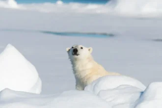 Osos polares: 770 registros en Svalbard muestran un resultado inesperado tras 25 años de deshielo