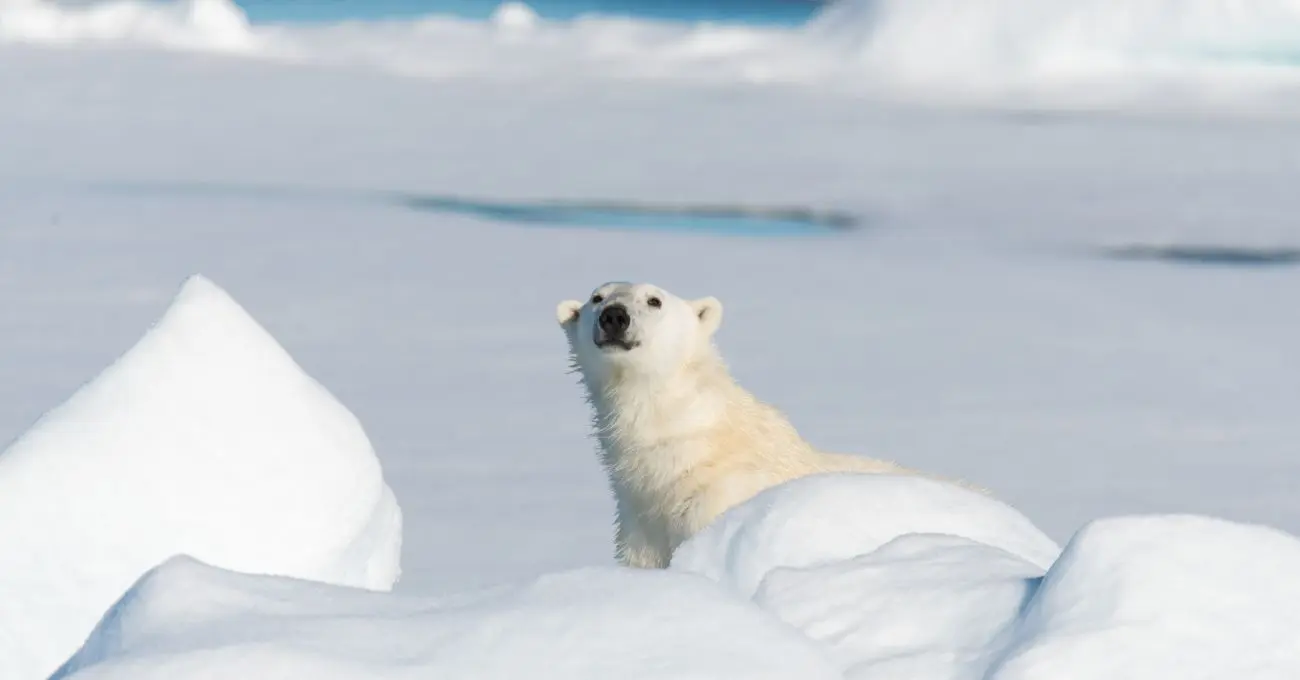 Osos polares: 770 registros en Svalbard muestran un resultado inesperado tras 25 años de deshielo