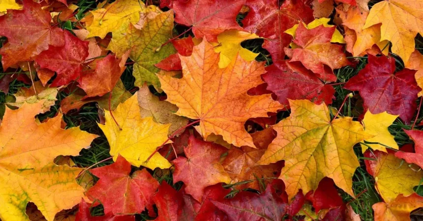 Otoño en Chile: mañanas frías y máximas cercanas a 30 °C en Santiago