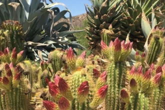 Parque Botánico Quilapilún obtiene certificación global por conservar biodiversidad chilena