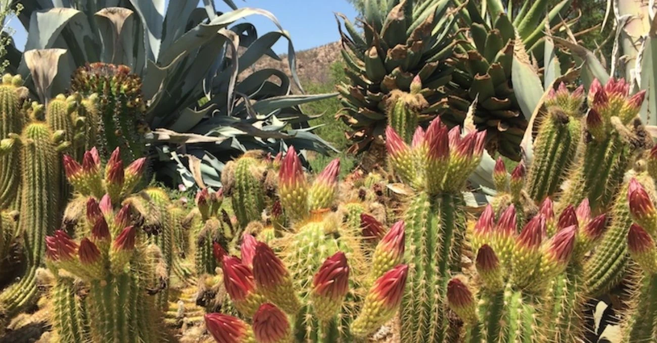 Parque Botánico Quilapilún obtiene certificación global por conservar biodiversidad chilena
