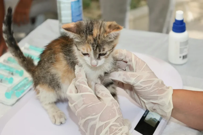Evita multas: Vacuna gratis a tu perro o gato en San Pedro de la Paz
