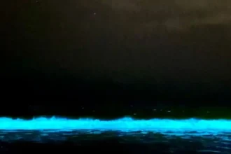 Playas de Caldera brillan de noche con mágico fenómeno de bioluminiscencia