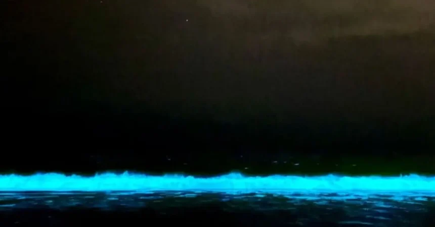 Playas de Caldera brillan de noche con mágico fenómeno de bioluminiscencia