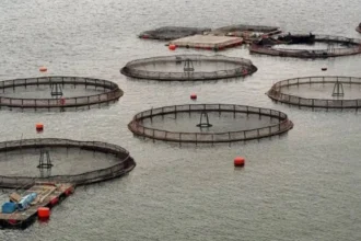 Polémica por fondos noruegos a comunidades lafkenche y su impacto salmonero