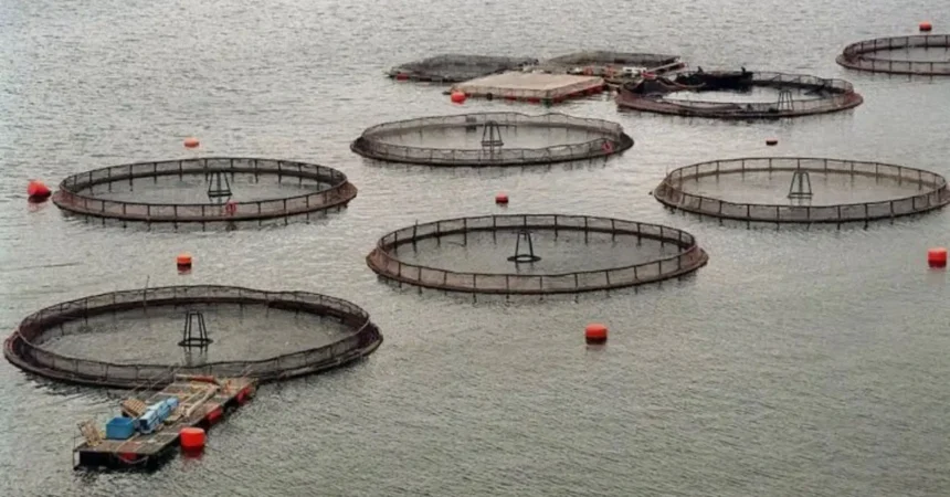 Polémica por fondos noruegos a comunidades lafkenche y su impacto salmonero