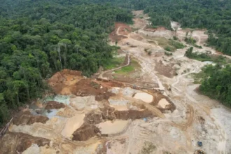 Por qué la minería ilegal del oro está desplazando a la cocaína como favorita de los traficantes en América Latina