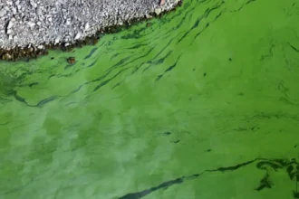Proyecto ESCCAP: estudio pionero sobre cianobacterias y calidad del agua en Cataluña