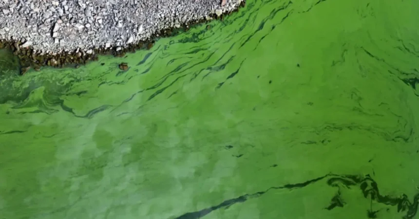 Proyecto ESCCAP: estudio pionero sobre cianobacterias y calidad del agua en Cataluña