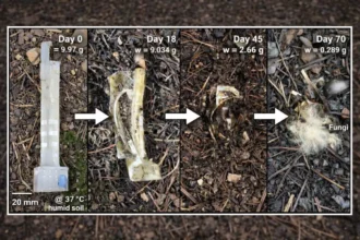 Robot biodegradable transforma desechos electrónicos en compost