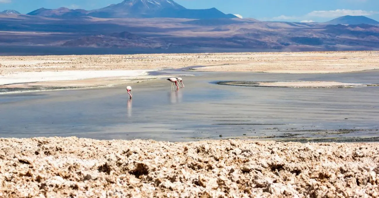 Salar de Atacama: propuesta por 76.138 hectáreas protegidas desata críticas de Codelco, Albemarle y Sonami