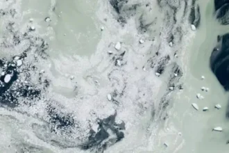 Satélites detectan floraciones de fitoplancton que tiñen de verde la Antártida