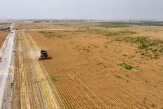 Semillas de suelo: 60% de supervivencia y el método que busca fijar arena en 1–2 años en China