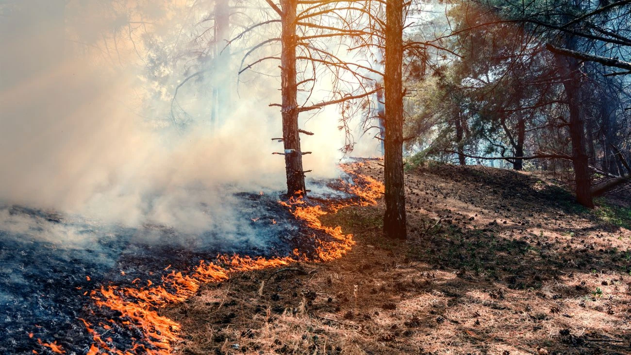 Senapred declara Alerta Roja en Paredones por incendio forestal
